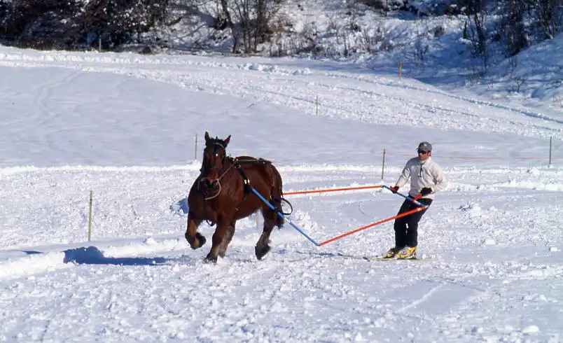 colonie de vacance st léger les mélézes
